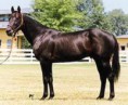 Amerikai standardbred